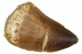 Fossil Mosasaur (Thalassotitan) Tooth - Morocco #374578-1